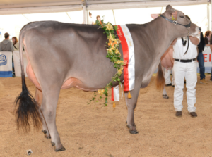 Schibraho Jet JELENA Champion 2013